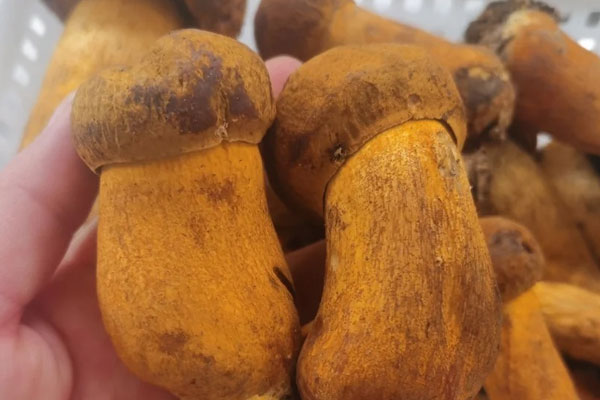 老虎頭和黃牛肝菌是同一個(gè)東西嗎