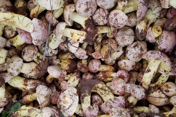 云南哪些地方長(zhǎng)牛肝菌