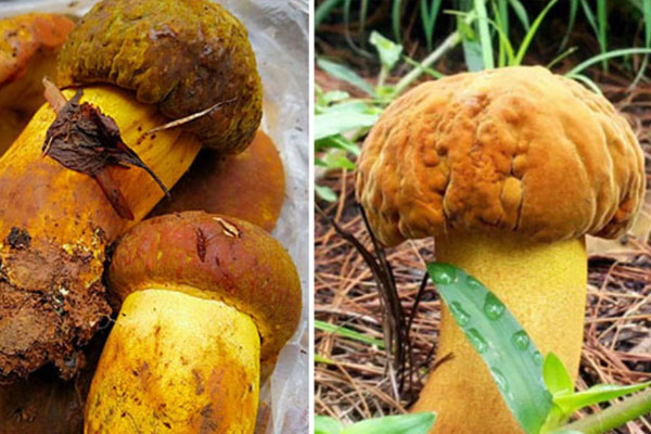 黃牛肝菌苦嗎，黃牛肝菌的特點(diǎn)