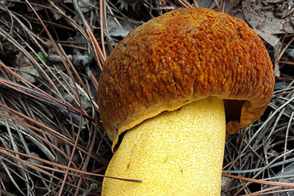 黃牛肝菌有哪些特點 黃牛肝菌有哪些特點