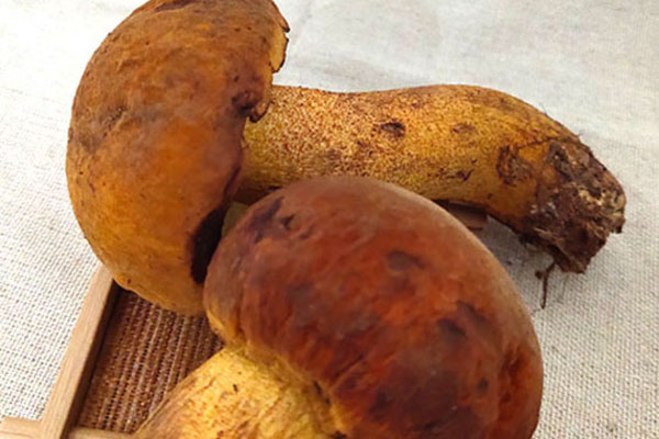 黃牛肝菌有毒嗎，炒黃牛肝菌需要提前焯水嗎