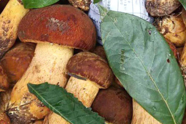 黃牛肝菌要焯水嗎 黃牛肝菌要焯水嗎