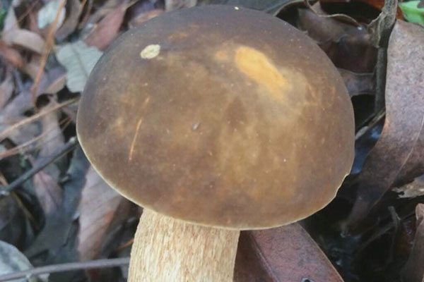 哪些品種的牛肝菌可以吃 哪些品種的牛肝菌可以吃