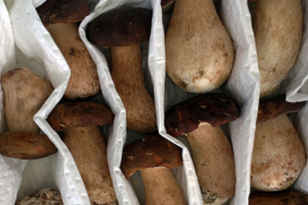 白牛肝菌會變色嗎，牛肝菌切開變藍色還能吃嗎