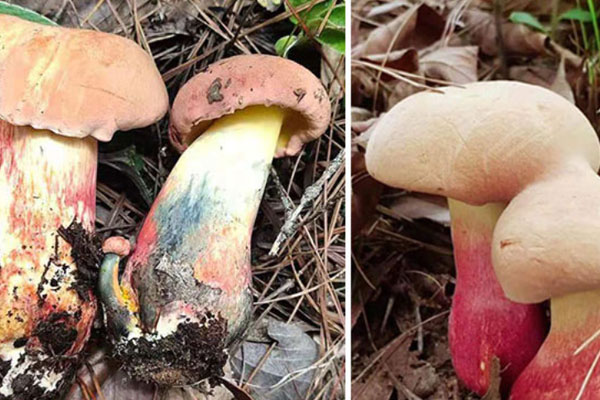 紅蔥牛肝菌怎么處理 紅蔥牛肝菌怎么處理