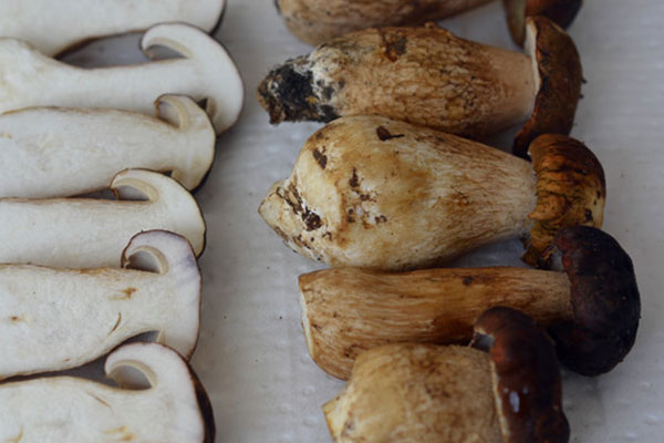 白牛肝菌切開會變色嗎 白牛肝菌切開會變色嗎