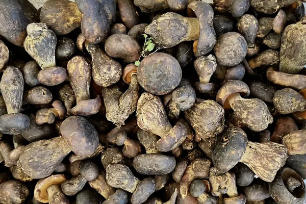 黑牛肝菌為什么是苦的，黑牛肝菌吃起來有點酸酸的