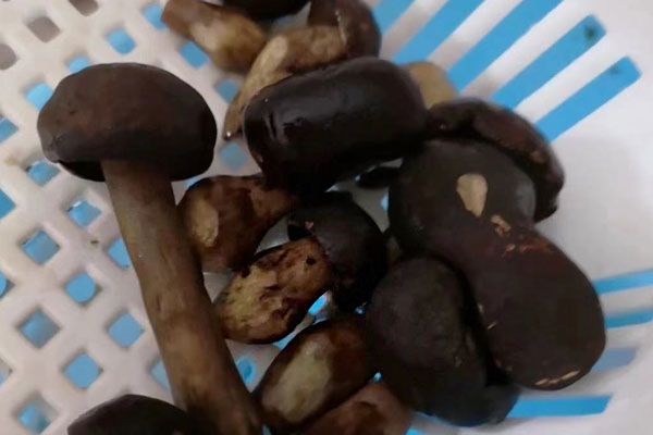 黑牛肝菌吃起來(lái)發(fā)酸 黑牛肝菌吃起來(lái)發(fā)酸