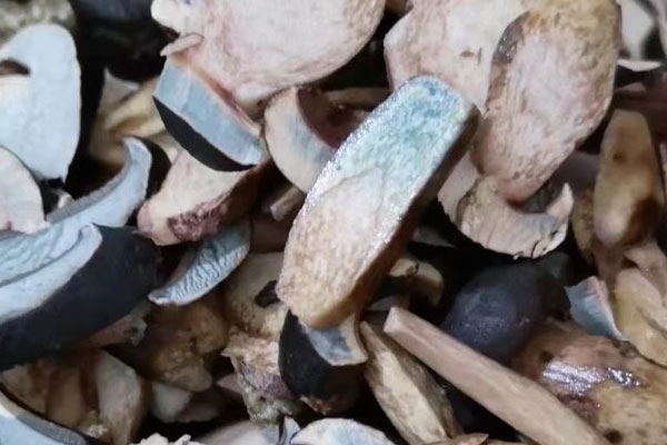 新鮮牛肝菌的2種做法 新鮮牛肝菌的2種做法