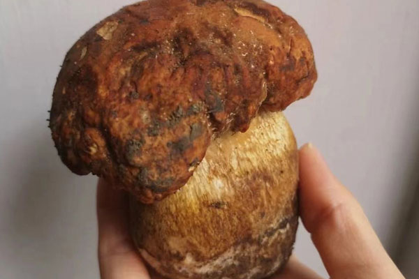 牛肝菌炒來吃著有點苦，牛肝菌炒熟后冷了可以吃嗎