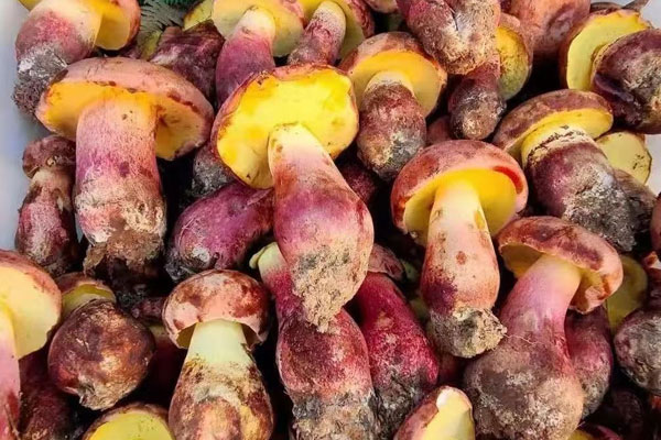 牛肝菌是牛肉嗎，牛肝菌是蘑菇嗎