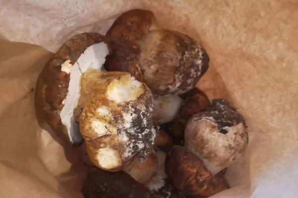 牛肝菌是不是蘑菇 牛肝菌是不是蘑菇