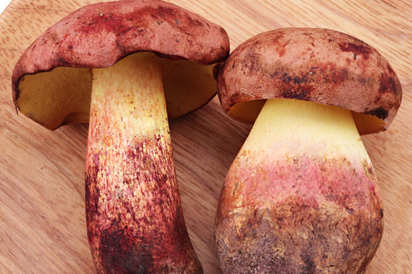 牛肝菌放了兩年了還可以吃嗎 牛肝菌放了兩年了還可以吃嗎