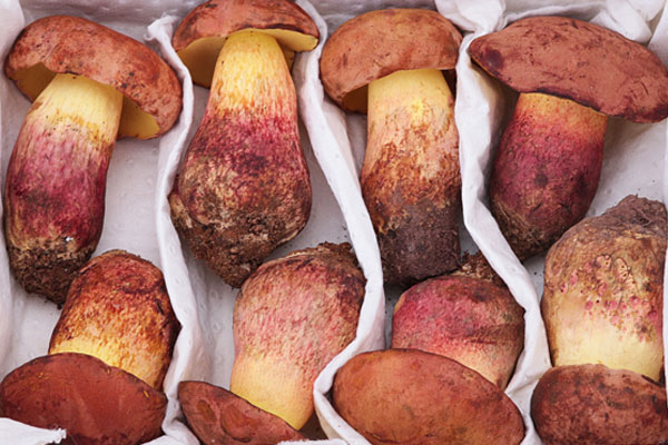 牛肝菌可以祛風(fēng)除濕嗎 牛肝菌可以祛風(fēng)除濕嗎