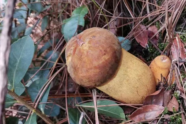 新鮮牛肝菌能保存多長時間，美味牛肝菌有毒嗎