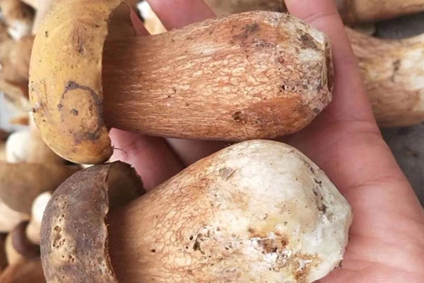 美味牛肝菌有毒性嗎 美味牛肝菌有毒性嗎