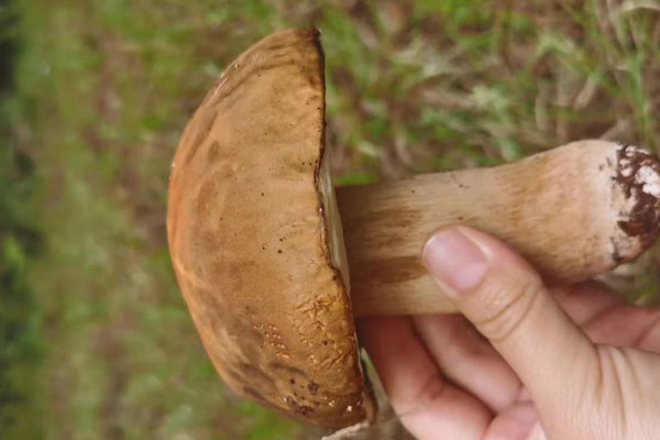 美味牛肝菌的年產(chǎn)量 美味牛肝菌的年產(chǎn)量