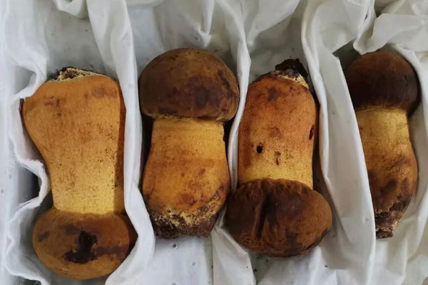 牛肝菌放冰箱變軟了能吃嗎，牛肝菌過油怎么保存