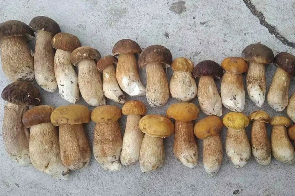 白、黃、黑牛肝菌哪個好吃