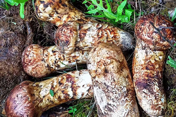 備孕期間要注意什么 備孕期間要注意什么