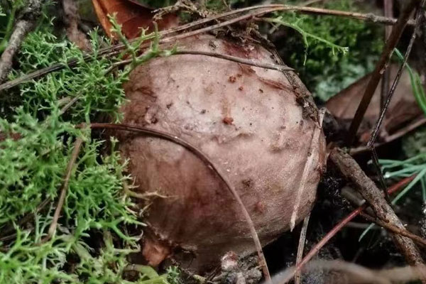 我國松茸產(chǎn)地哪里最好，云南哪些地方有松茸