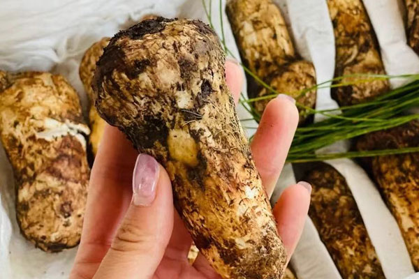 云南文山有松茸嗎，云南松茸好吃嗎