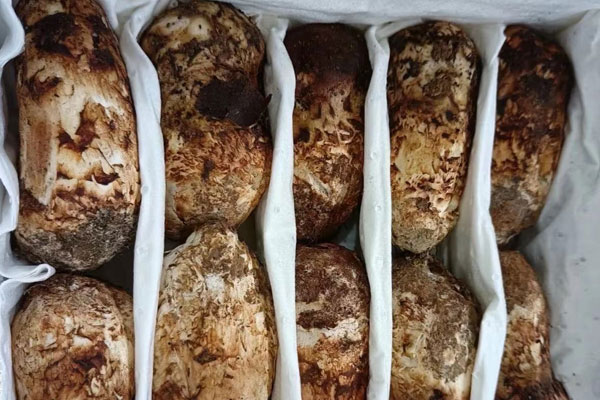 云南哪些地方出產松茸 云南哪些地方出產松茸