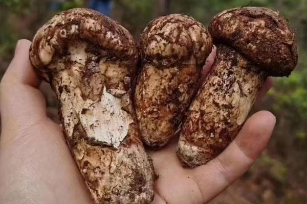 香格里拉新鮮松茸怎么清洗 香格里拉新鮮松茸怎么清洗