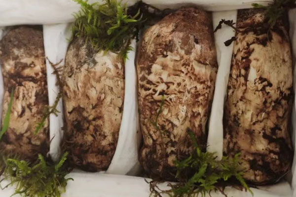 云南松茸口感好嗎 云南松茸口感好嗎