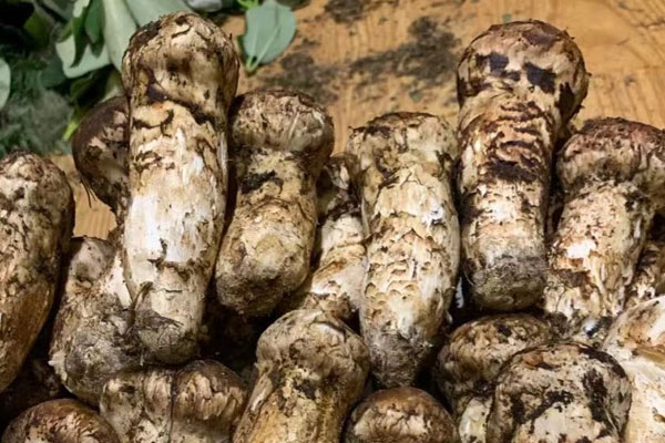 新鮮松茸最佳食用季節(jié)，新鮮的松茸怎樣儲(chǔ)藏