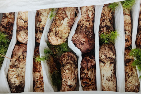 松茸有哪些功效作用 松茸有哪些功效作用