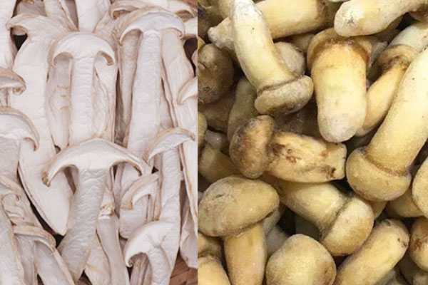 凍的松茸和干的松茸哪個(gè)好，松茸干哪種最好