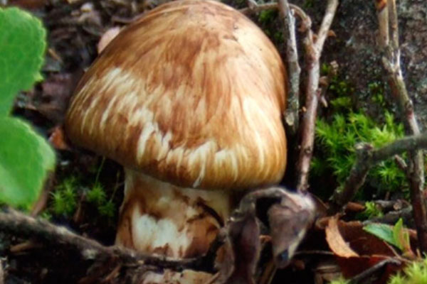 為什么香格里拉的松茸好吃 為什么香格里拉的松茸好吃