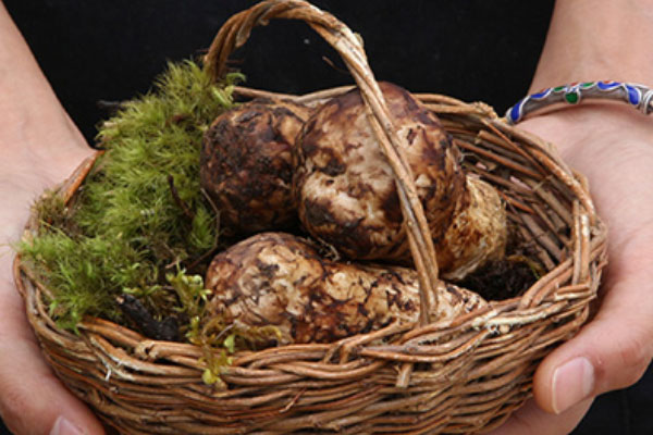 松茸一般銷到哪里去，干松茸應(yīng)該是什么顏色