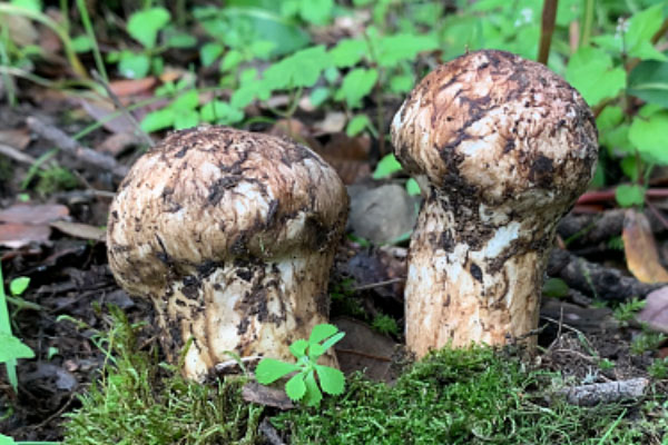 松茸菌云南的好還是四川的好，多大的松茸適合做刺身