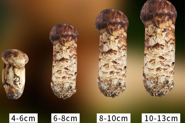 什么規(guī)格的松茸適合做刺身 什么規(guī)格的松茸適合做刺身