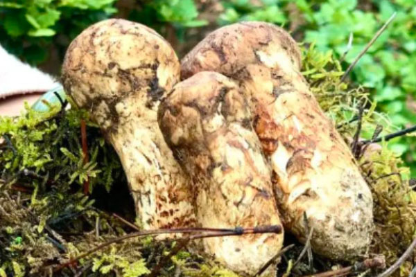 松茸大小和營養(yǎng)有關(guān)系嗎，松茸越小越好嗎