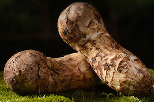 新鮮松茸的大小和營養(yǎng)有沒有關系 新鮮松茸的大小和營養(yǎng)有沒有關系