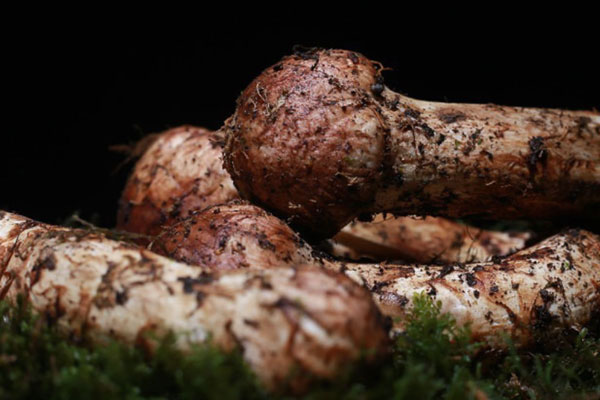 新鮮松茸是小的貴還是大的貴 新鮮松茸是小的貴還是大的貴