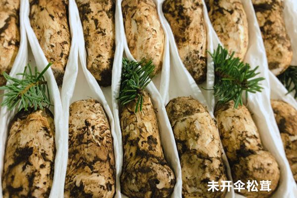 松茸開傘和不開傘的區(qū)別，為什么開傘的松茸便宜
