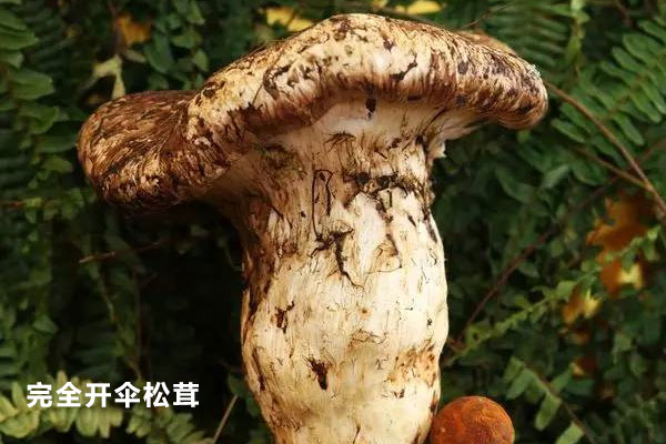 開(kāi)傘松茸的價(jià)格為什么便宜