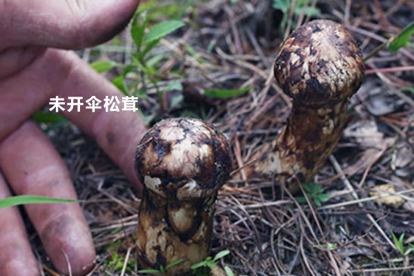 松茸未開傘的標準，松茸半開傘了還有營養(yǎng)價值嗎