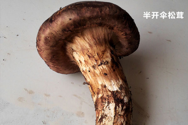 松茸半開傘了還有沒有營養(yǎng)價(jià)值 松茸半開傘了還有沒有營養(yǎng)價(jià)值