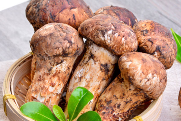 松茸傘里是黑色的嗎