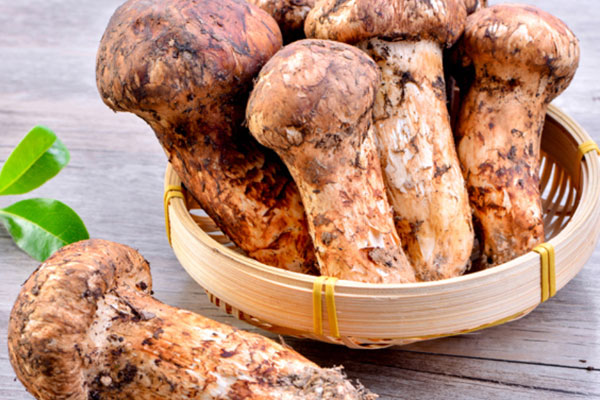 松茸對眼睛好不好 松茸對眼睛好不好