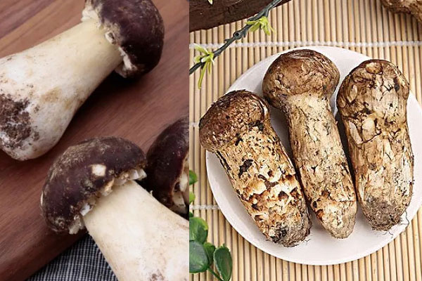 姬松茸是不是松茸，赤松茸是不是松茸