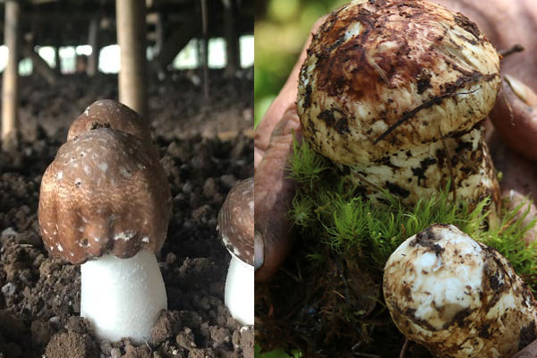 赤松茸是松茸嗎 赤松茸是松茸嗎