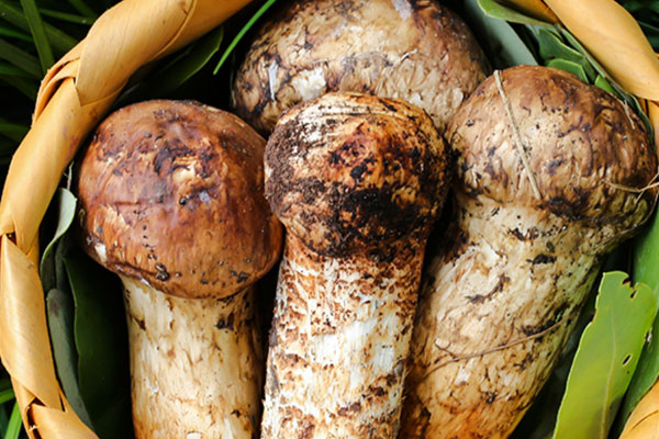 怎樣炒松茸菌更好吃，松茸菌焯水要幾分鐘