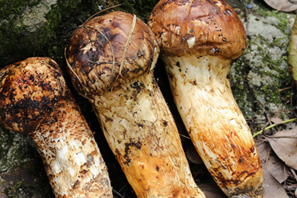 松茸焯水要幾分鐘 松茸焯水要幾分鐘