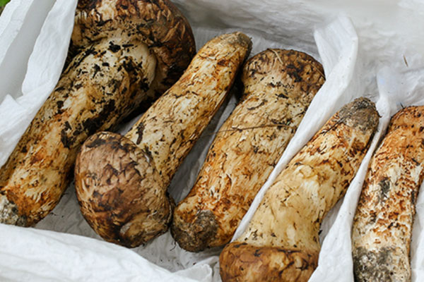 產地對松茸有影響嗎 產地對松茸有影響嗎